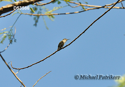 Vervain Hummingbird (Mellisuga minima)